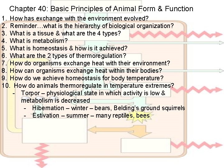 Chapter 40: Basic Principles of Animal Form & Function 1. How has exchange with