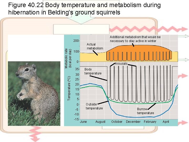 Figure 40. 22 Body temperature and metabolism during hibernation in Belding’s ground squirrels Additional