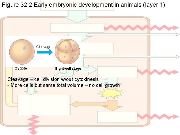 Figure 32. 2 Early embryonic development in animals (layer 1) Cleavage Zygote Eight-cell stage
