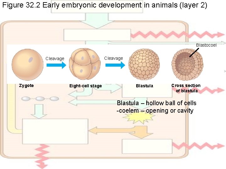 Figure 32. 2 Early embryonic development in animals (layer 2) Blastocoel Cleavage Zygote Eight-cell