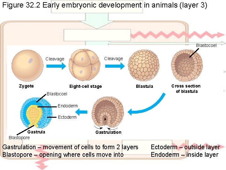 Figure 32. 2 Early embryonic development in animals (layer 3) Blastocoel Cleavage Zygote Eight-cell