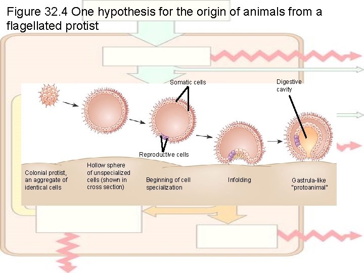 Figure 32. 4 One hypothesis for the origin of animals from a flagellated protist