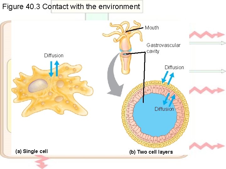 Figure 40. 3 Contact with the environment Mouth Diffusion Gastrovascular cavity Diffusion (a) Single