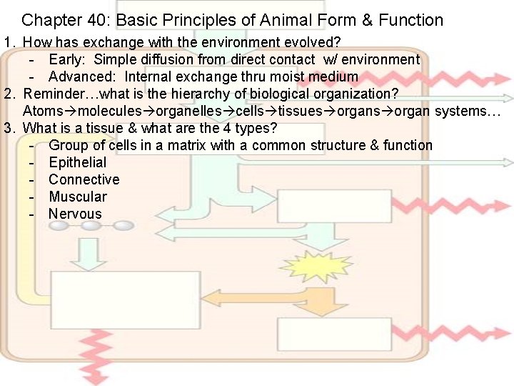 Chapter 40: Basic Principles of Animal Form & Function 1. How has exchange with