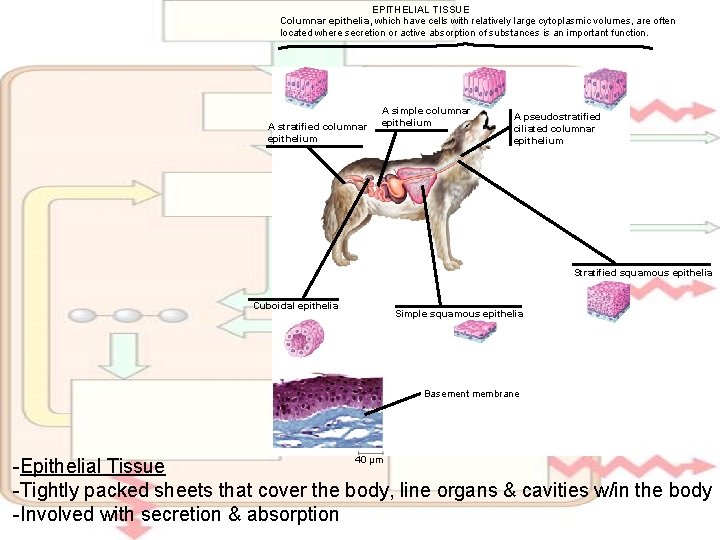 EPITHELIAL TISSUE Columnar epithelia, which have cells with relatively large cytoplasmic volumes, are often