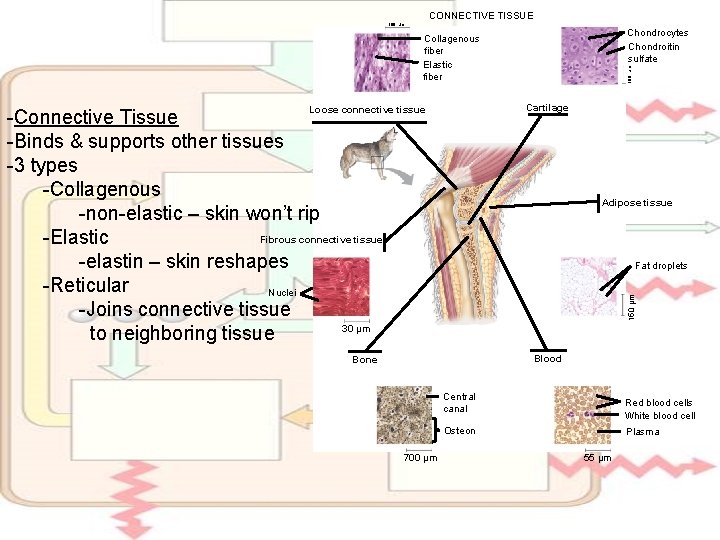 CONNECTIVE TISSUE 100 µm Chondrocytes Chondroitin sulfate 100 µm Collagenous fiber Elastic fiber Cartilage