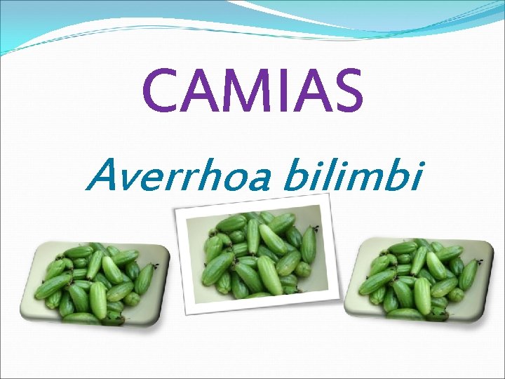 CAMIAS Averrhoa bilimbi 