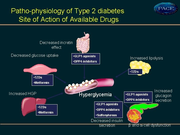 Patho-physiology of Type 2 diabetes Site of Action of Available Drugs Decreased incretin effect