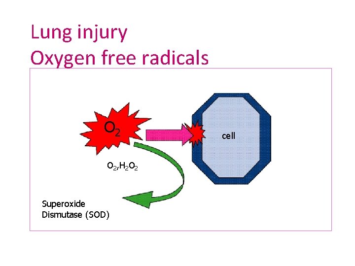 Lung injury Oxygen free radicals O 2, H 2 O 2 Superoxide Dismutase (SOD)