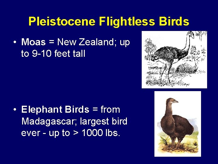 Pleistocene Flightless Birds • Moas = New Zealand; up to 9 -10 feet tall