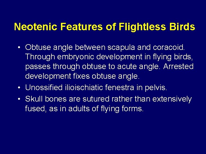 Neotenic Features of Flightless Birds • Obtuse angle between scapula and coracoid. Through embryonic