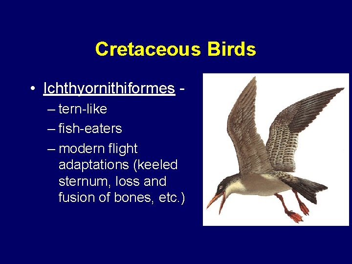 Cretaceous Birds • Ichthyornithiformes – tern-like – fish-eaters – modern flight adaptations (keeled sternum,