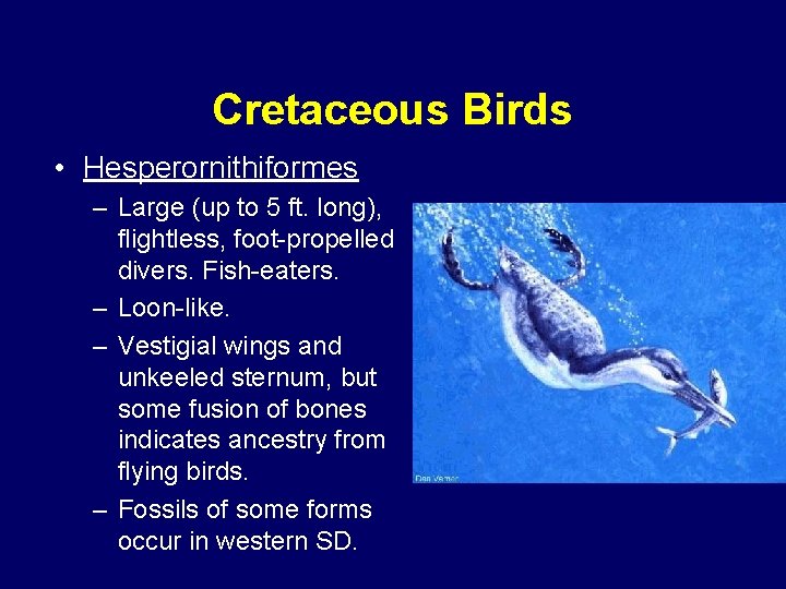 Cretaceous Birds • Hesperornithiformes – Large (up to 5 ft. long), flightless, foot-propelled divers.