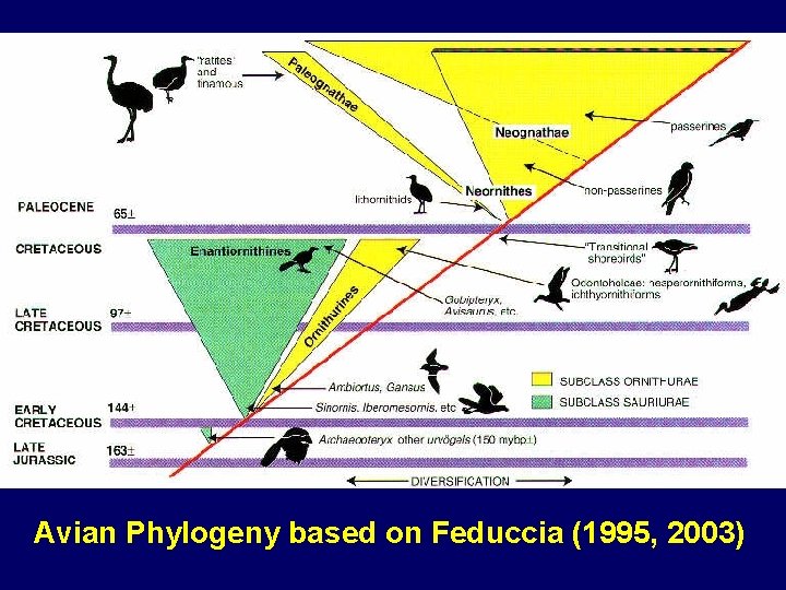 Avian Phylogeny based on Feduccia (1995, 2003) 