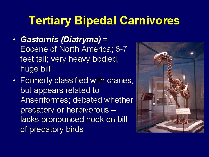 Tertiary Bipedal Carnivores • Gastornis (Diatryma) = Eocene of North America; 6 -7 feet