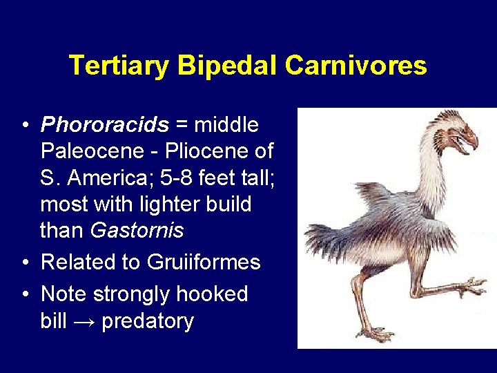 Tertiary Bipedal Carnivores • Phororacids = middle Paleocene - Pliocene of S. America; 5