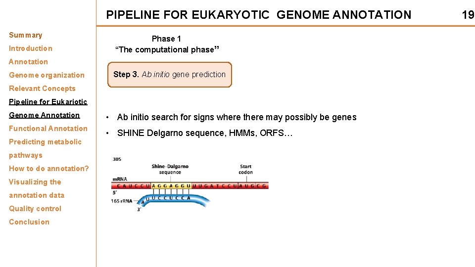 PIPELINE FOR EUKARYOTIC GENOME ANNOTATION Summary Introduction Phase 1 “The computational phase” Annotation Genome