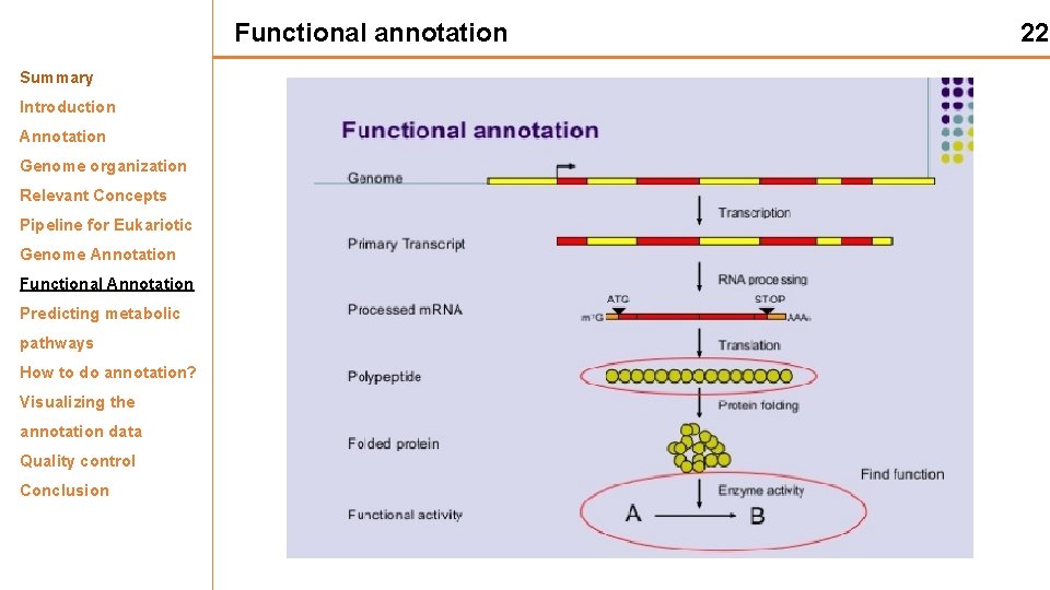 Functional annotation Summary Introduction Annotation Genome organization Relevant Concepts Pipeline for Eukariotic Genome Annotation