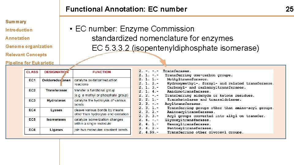 Functional Annotation: EC number Summary Introduction Annotation Genome organization Relevant Concepts • EC number: