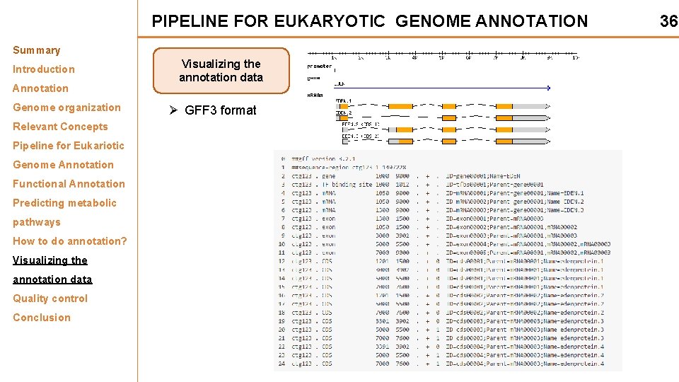 PIPELINE FOR EUKARYOTIC GENOME ANNOTATION Summary Introduction Annotation Genome organization Relevant Concepts Pipeline for