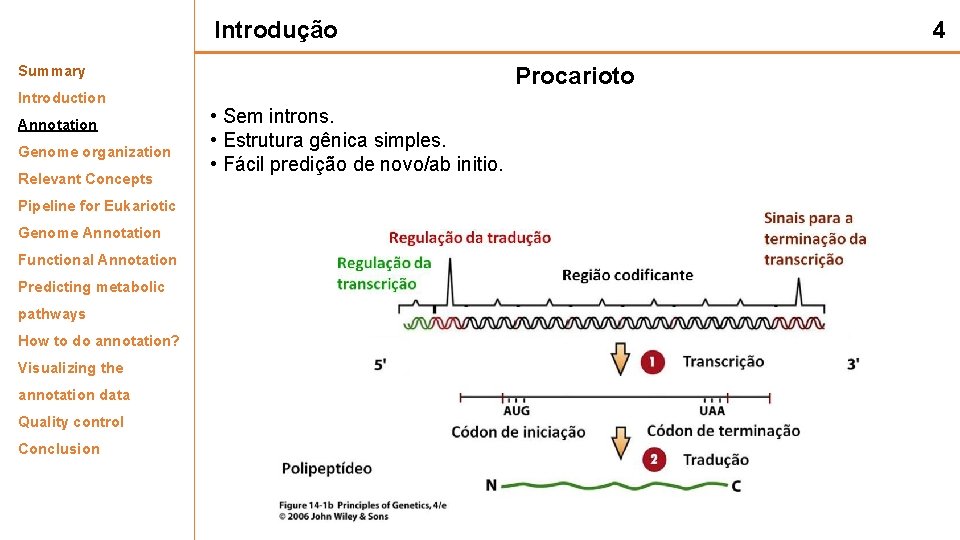 Introdução Summary Introduction Annotation Genome organization Relevant Concepts Pipeline for Eukariotic Genome Annotation Functional