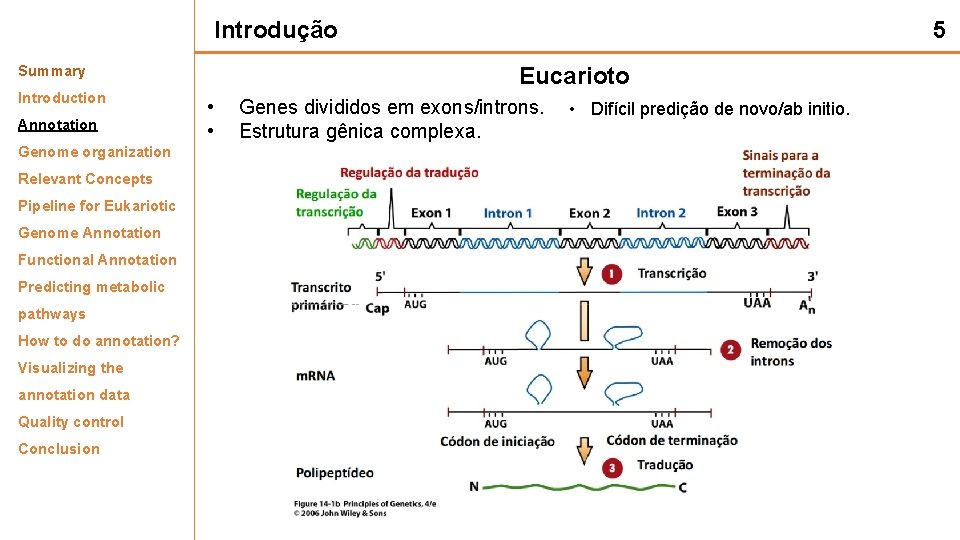 Introdução Summary Introduction Annotation Genome organization Relevant Concepts Pipeline for Eukariotic Genome Annotation Functional