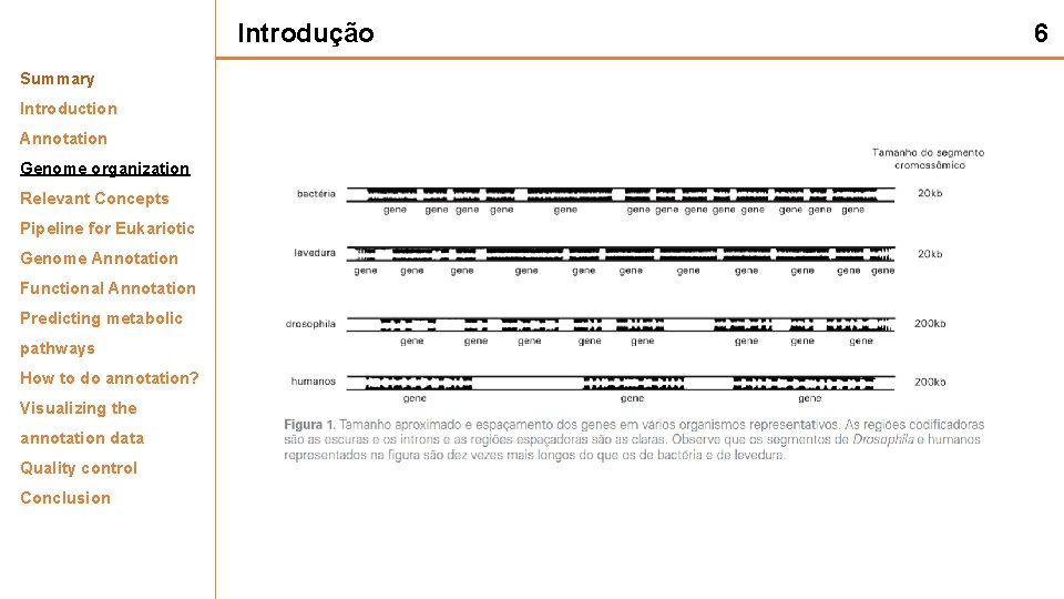 Introdução Summary Introduction Annotation Genome organization Relevant Concepts Pipeline for Eukariotic Genome Annotation Functional