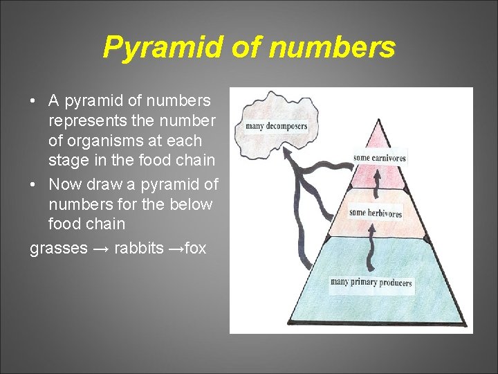 Pyramid of numbers • A pyramid of numbers represents the number of organisms at