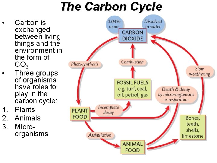 The Carbon Cycle • Carbon is exchanged between living things and the environment in