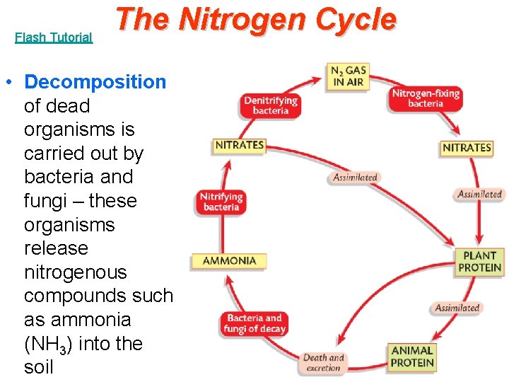 Flash Tutorial The Nitrogen Cycle • Decomposition of dead organisms is carried out by