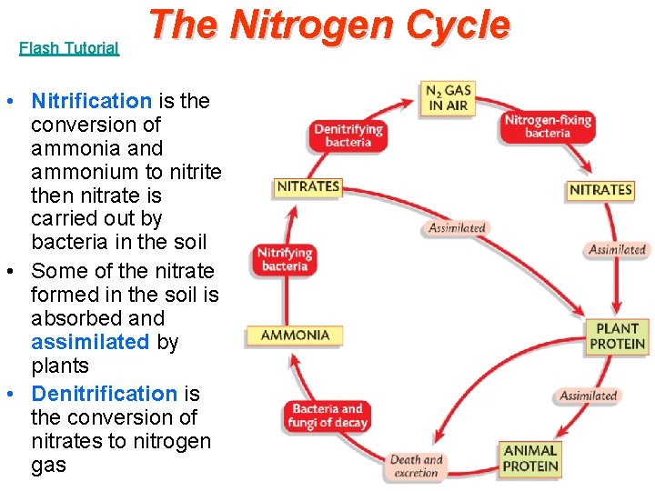 Flash Tutorial The Nitrogen Cycle • Nitrification is the conversion of ammonia and ammonium