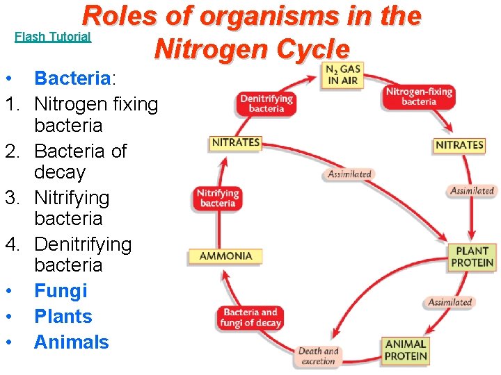 Roles of organisms in the Flash Tutorial Nitrogen Cycle • Bacteria: 1. Nitrogen fixing