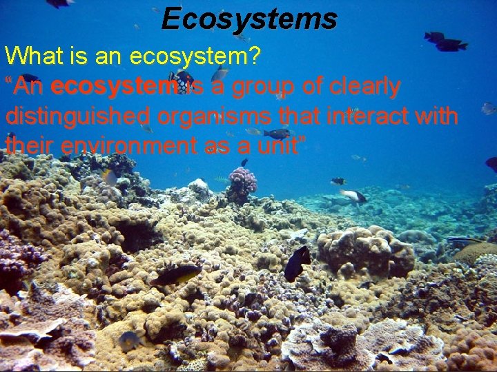 Ecosystems What is an ecosystem? “An ecosystem is a group of clearly distinguished organisms