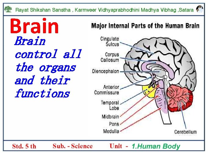 Brain control all the organs and their functions 