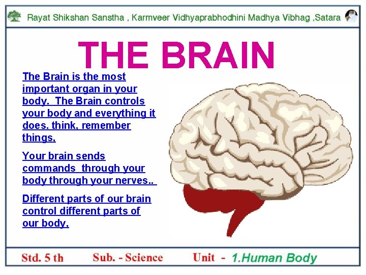 THE BRAIN The Brain is the most important organ in your body. The Brain