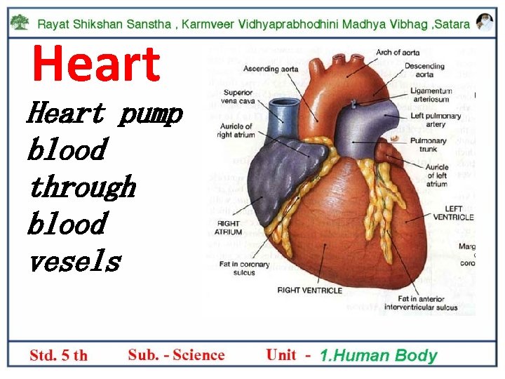 Heart pump blood through blood vesels 