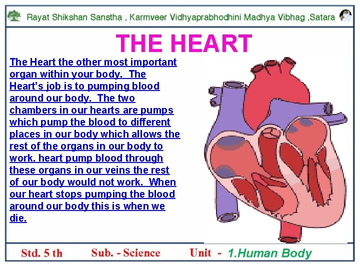 THE HEART The Heart the other most important organ within your body. The Heart’s