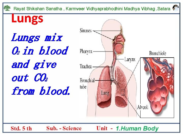 Lungs mix O 2 in blood and give out CO 2 from blood. 