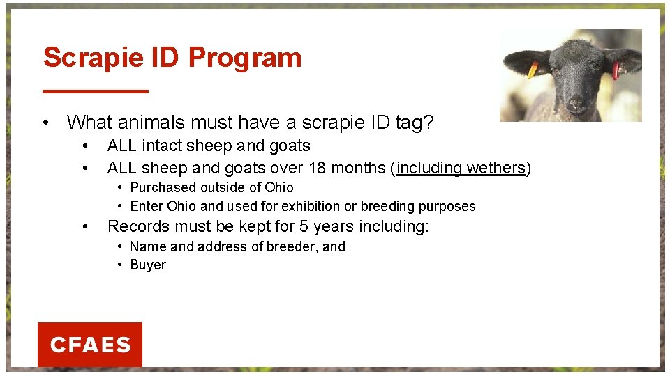 Scrapie ID Program • What animals must have a scrapie ID tag? • •