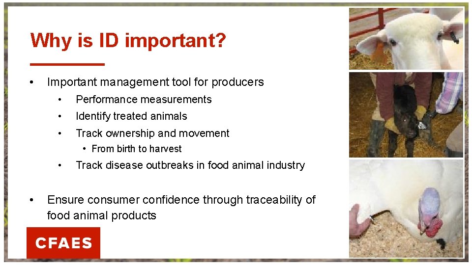Why is ID important? • Important management tool for producers • Performance measurements •
