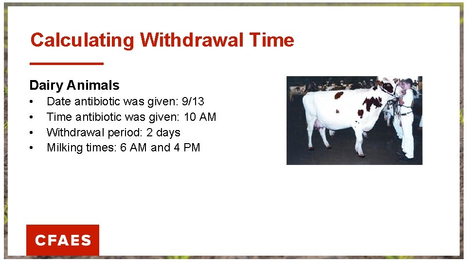 Calculating Withdrawal Time Dairy Animals • • Date antibiotic was given: 9/13 Time antibiotic