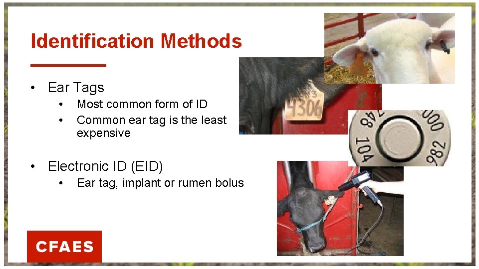 Identification Methods • Ear Tags • • Most common form of ID Common ear