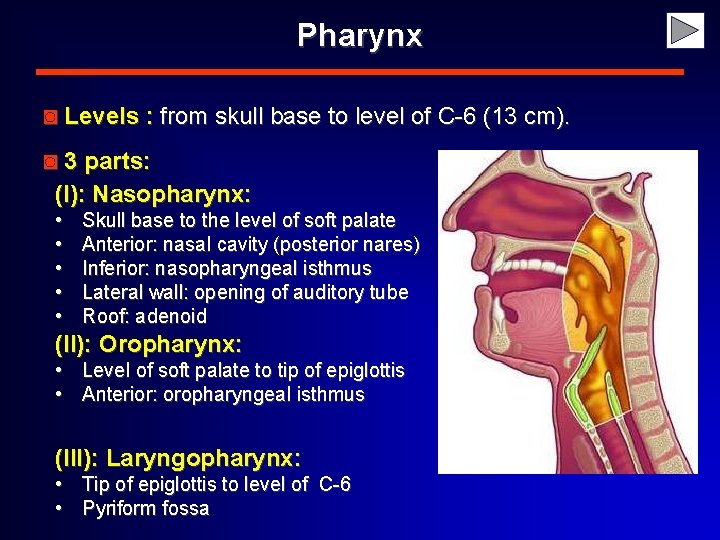 Pharynx ◙ Levels : from skull base to level of C-6 (13 cm). ◙