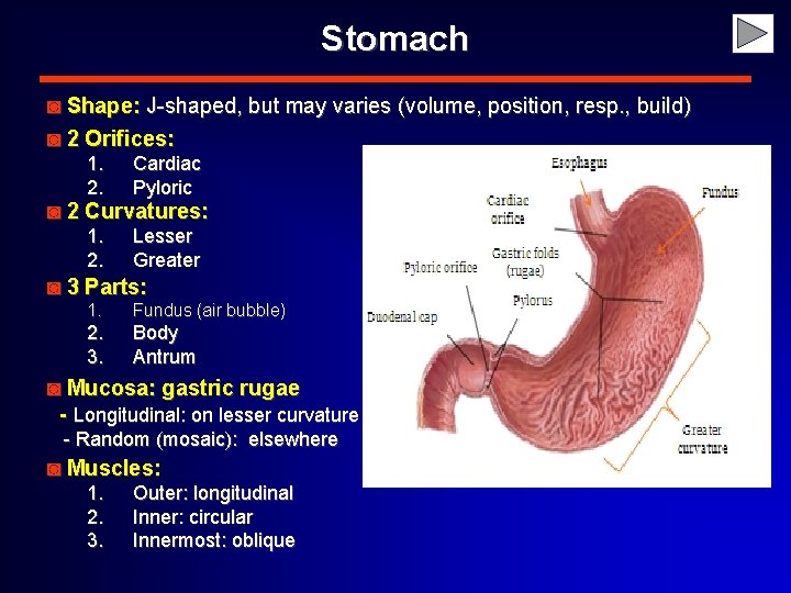 Stomach ◙ Shape: J-shaped, but may varies (volume, position, resp. , build) ◙ 2