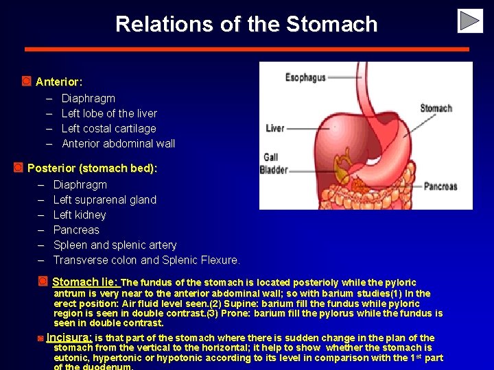 Relations of the Stomach ◙ Anterior: – – Diaphragm Left lobe of the liver
