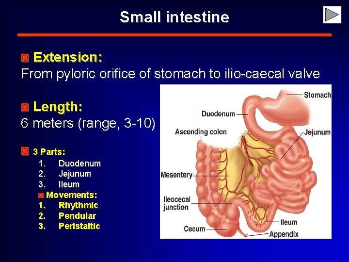 Small intestine ◙ Extension: From pyloric orifice of stomach to ilio-caecal valve ◙ Length: