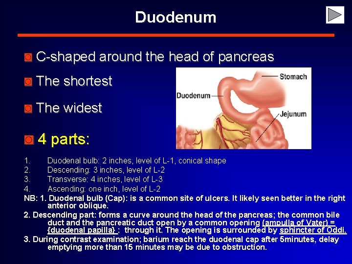 Duodenum ◙ C-shaped around the head of pancreas ◙ The shortest ◙ The widest