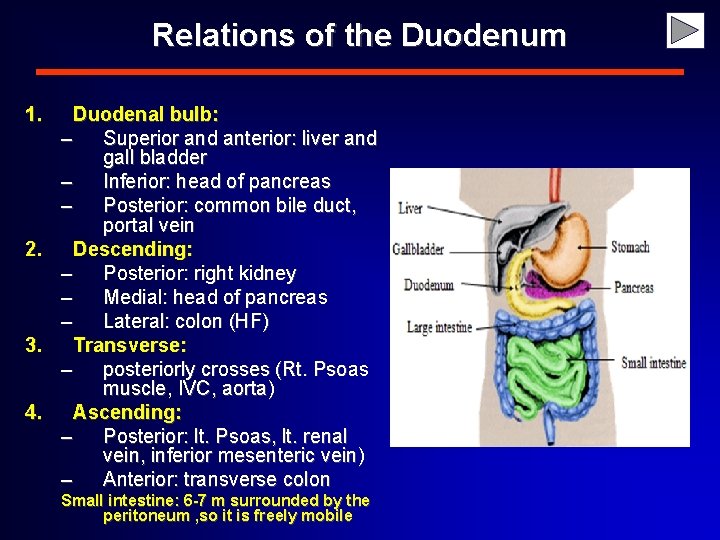 Relations of the Duodenum 1. 2. 3. 4. Duodenal bulb: – Superior and anterior: