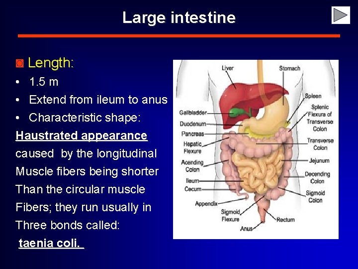 Large intestine ◙ Length: • 1. 5 m • Extend from ileum to anus