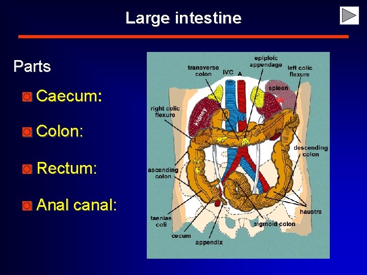 Large intestine Parts ◙ Caecum: ◙ Colon: ◙ Rectum: ◙ Anal canal: 